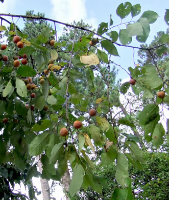 image of Diospyros virginiana, American Persimmon, Possumwood, Simmon