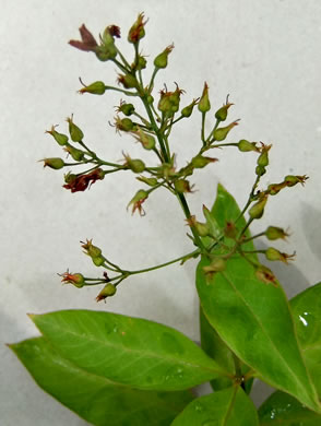 image of Lysimachia fraseri, Fraser's Loosestrife