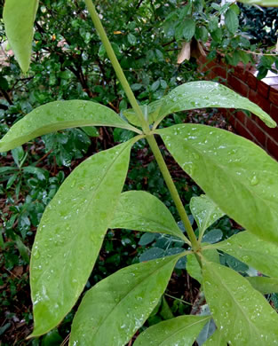 image of Lysimachia fraseri, Fraser's Loosestrife