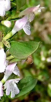 image of Clinopodium georgianum, Georgia Savory, Georgia Basil, Georgia Calamint, False Peppermint