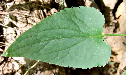 image of Symphyotrichum urophyllum, White Arrowleaf Aster, Arrowleaf Blue Wood Aster