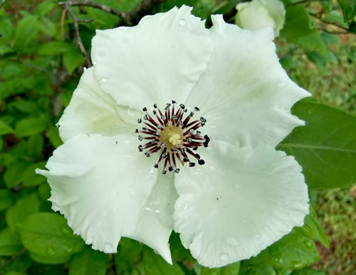 image of Stewartia malacodendron, Silky Camellia, Virginia Stewartia, Stewartia