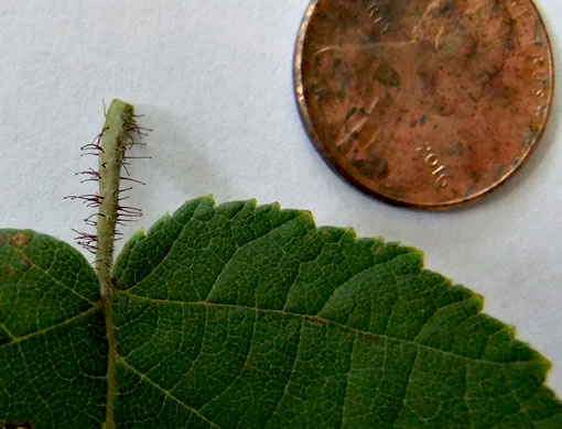 image of Corylus americana, American Hazelnut, American Filbert