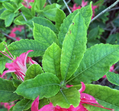 image of Rhododendron cumberlandense, Cumberland Azalea, Baker's Azalea