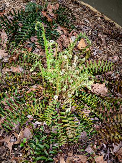 image of Polystichum acrostichoides, Christmas Fern