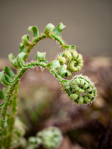 image of Polystichum acrostichoides, Christmas Fern