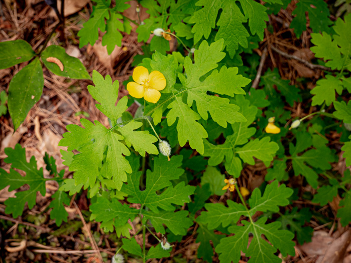 image of Stylophorum diphyllum, Celandine-poppy, Woods-poppy