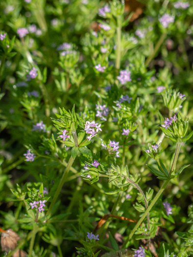 image of Galium sherardia, Field Madder, Blue Field-madder