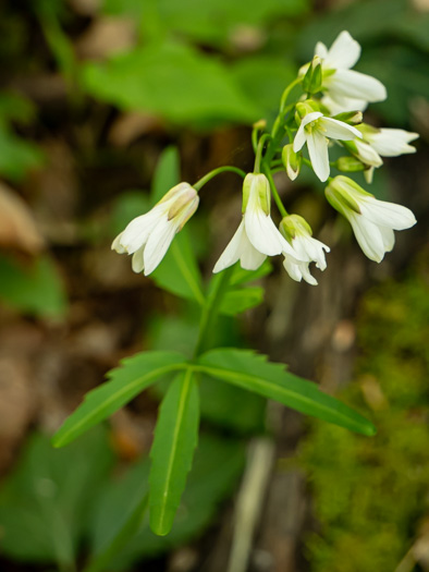 image of Cardamine angustata, Eastern Slender Toothwort