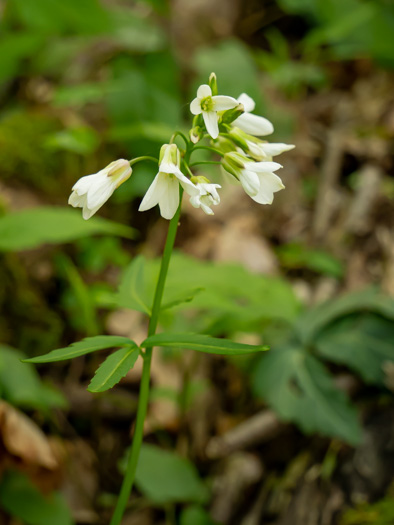 image of Cardamine angustata, Eastern Slender Toothwort