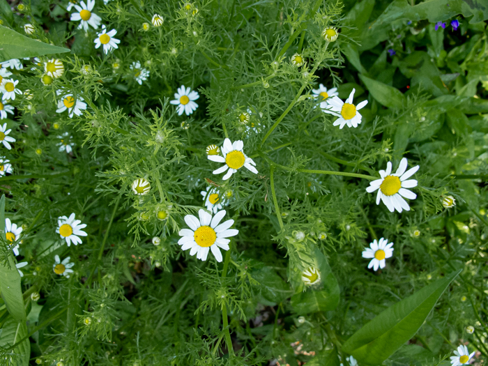 image of Anthemis cotula, Stinking Chamomile, Stinking Mayweed, Dog-fennel, Chigger-weed