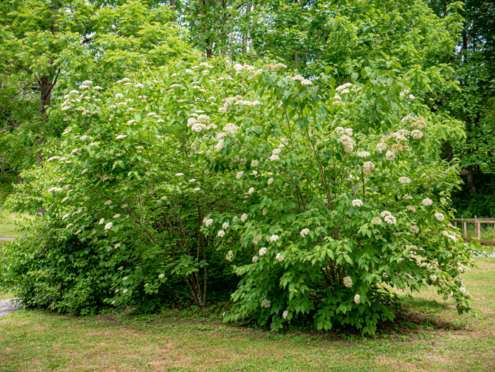 image of Viburnum dentatum, Southern Arrowwood