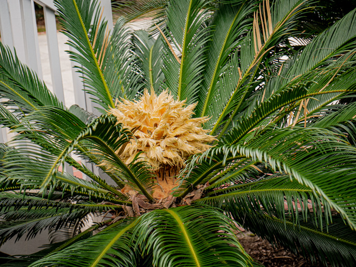 image of Cycas revoluta, Sago-palm