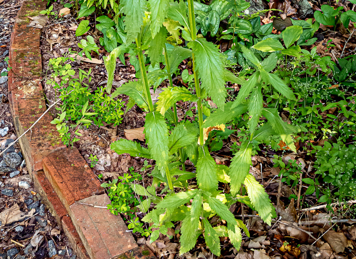 image of Verbena bonariensis, Purpletop Vervain, Tall Vervain