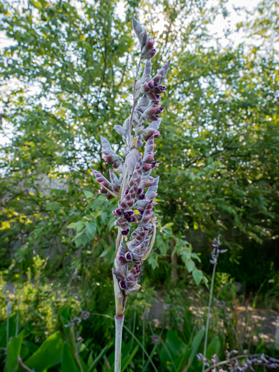 image of Thalia dealbata, Powdery Thalia, Powdery Alligator-flag