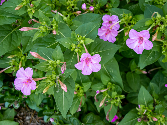 image of Mirabilis jalapa var. jalapa, Garden Four-o'clock, Marvel-of-Peru, Morning-rose