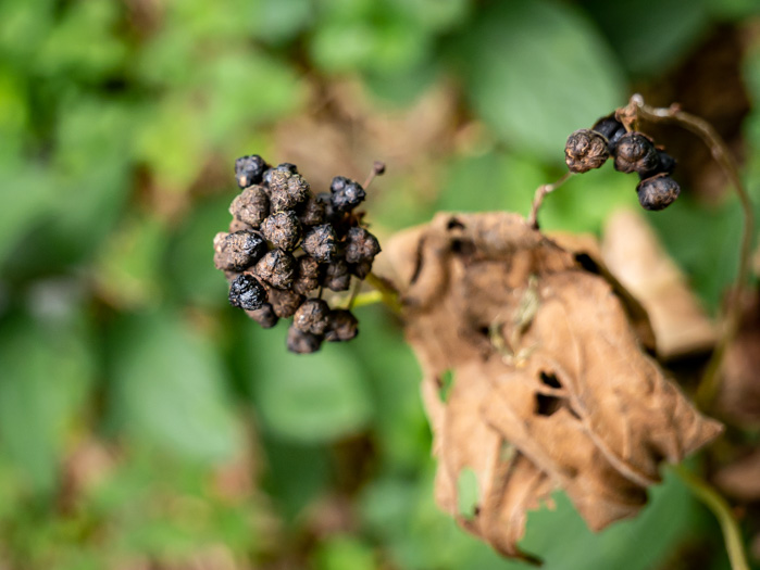 image of Ceanothus americanus var. americanus, Common New Jersey Tea, Redroot, Northeastern Ceanothus