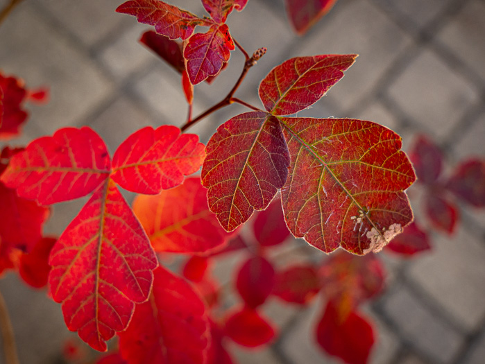 image of Rhus aromatica var. aromatica, Fragrant Sumac, Squawbush