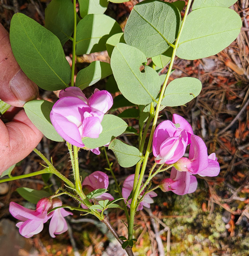 image of Robinia hispida var. rosea, Boynton's Locust