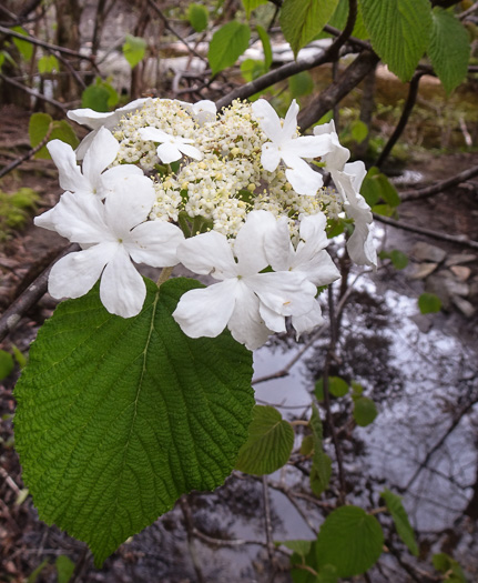 image of Viburnum lantanoides, Witch Hobble, Moosewood, Hobblebush, Tangle-legs