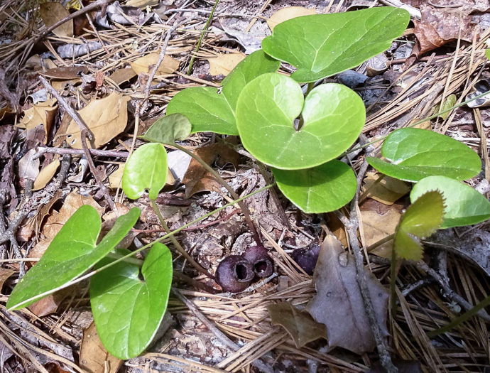 image of Hexastylis rhombiformis, French Broad Heartleaf, Carolina Heartleaf