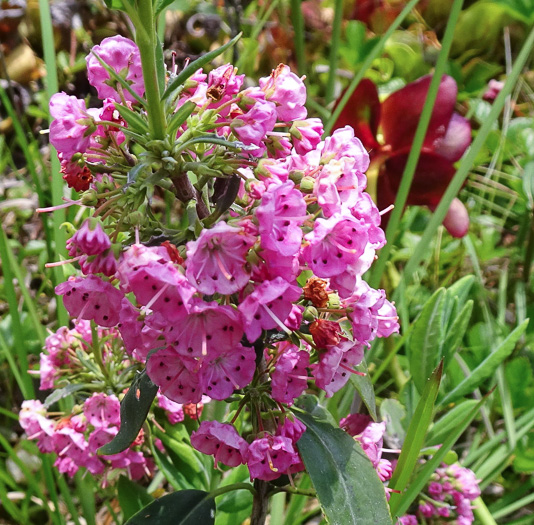 image of Kalmia carolina, Southern Sheepkill, Carolina Wicky, Carolina Sheep Laurel, Carolina Bog Myrtle