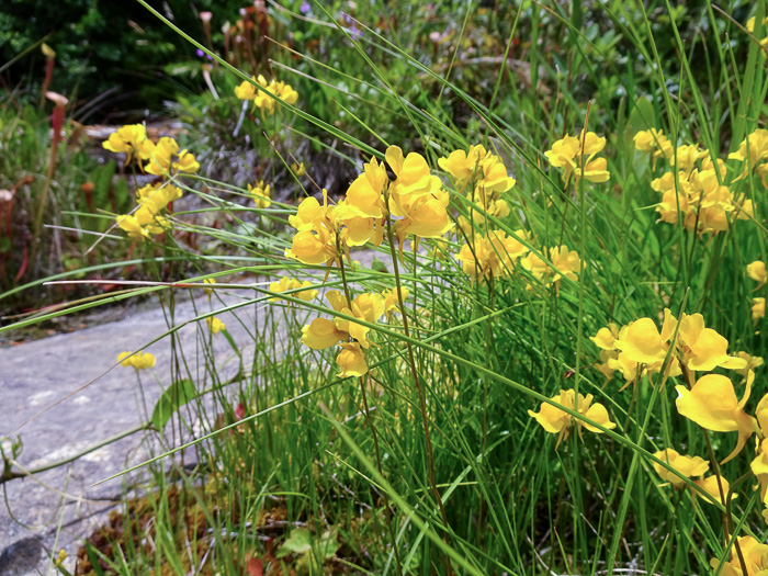 image of Utricularia cornuta, Horned Bladderwort