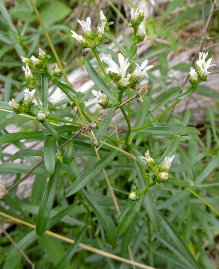 image of Sericocarpus linifolius, Narrowleaf Whitetop Aster, Slender Whitetop Aster