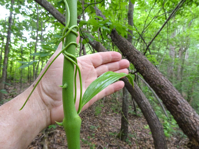 image of Smilax laurifolia, Bamboo-vine, Blaspheme-vine, Wild Bamboo, Laurel-leaf Greenbriar