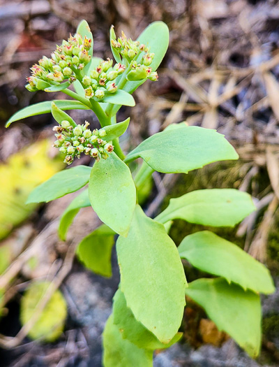 image of Hylotelephium telephioides, Allegheny Live-forever, Cliff Orpine, Allegheny Stonecrop