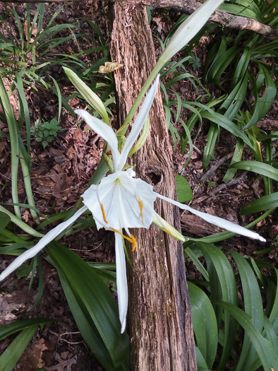 image of Hymenocallis occidentalis var. occidentalis, Hammock Spiderlily, Woodland Spiderlily, Northern Spiderlily