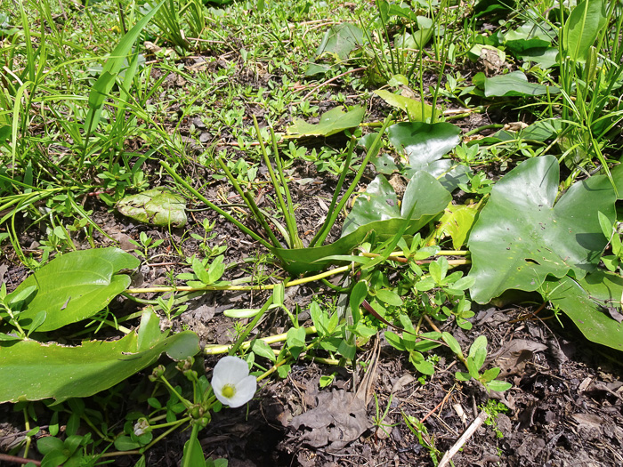 image of Echinodorus cordifolius, Creeping Burhead, Creeping Water-plantain