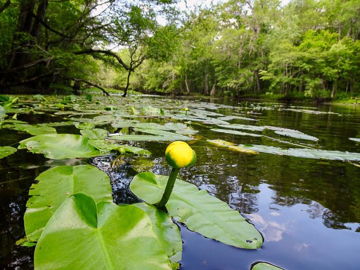 image of Nuphar sagittifolia, Narrowleaf Pondlily, Cow-lily, Spatterdock, Bonnets