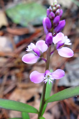 image of Polygala polygama, Racemed Milkwort, Bitter Milkwort