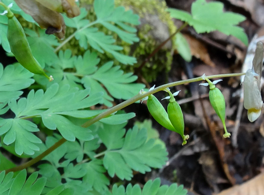 image of Dicentra cucullaria, Dutchman's Britches