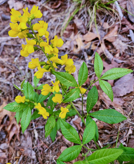 image of Thermopsis mollis, Appalachian Golden-banner, Allegheny Mountain Golden-banner, Bush Pea