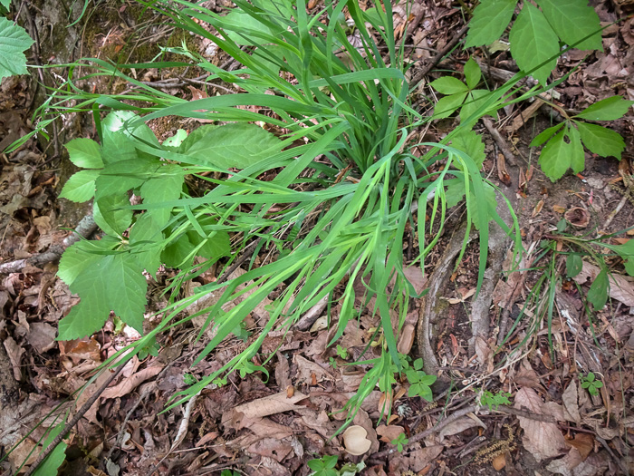 image of Sisyrinchium dichotomum, White Irisette, Isothermal Irisette