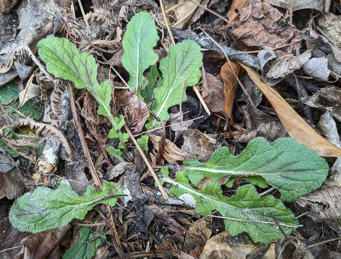 image of Salvia lyrata, Lyreleaf Sage, Cancer-weed