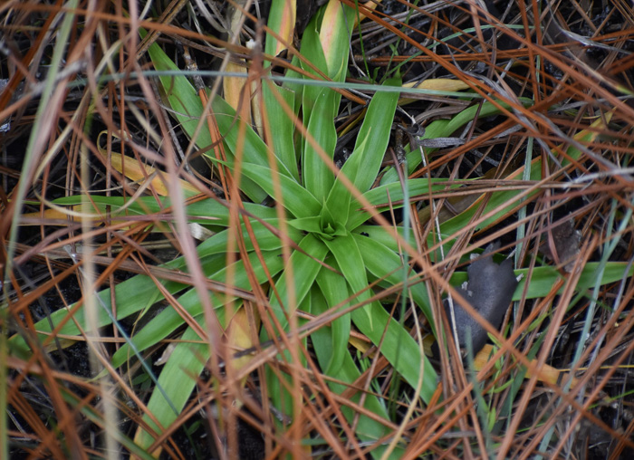 image of Aletris farinosa, Northern White Colicroot, Mealy Colicroot, Stargrass