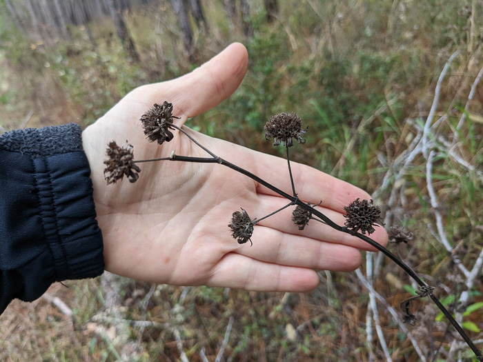 image of Hyptis alata var. alata, Musky Mint, Cluster Bushmint