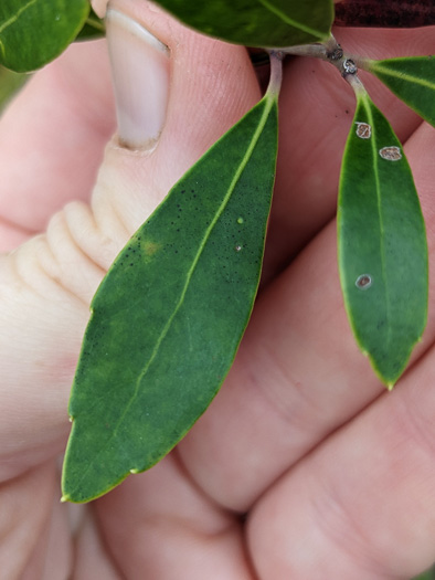 image of Ilex glabra, Inkberry, Bitter Gallberry, Little Gallberry