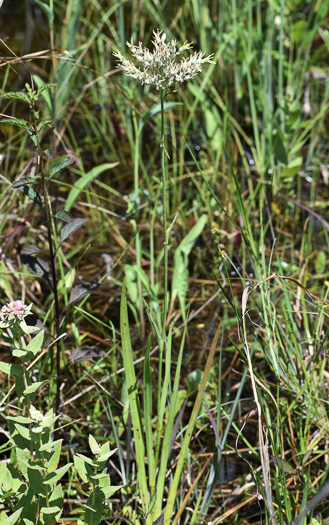 image of Lachnanthes caroliniana, Carolina Redroot