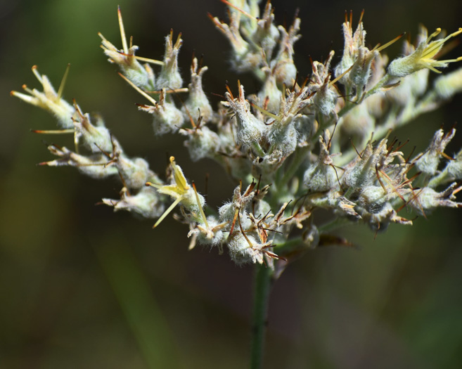 image of Lachnanthes caroliniana, Carolina Redroot