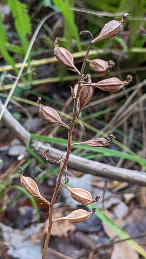 image of Ponthieva racemosa, Shadow Witch, Ponthieu's Orchid, Shadow-witch Orchid