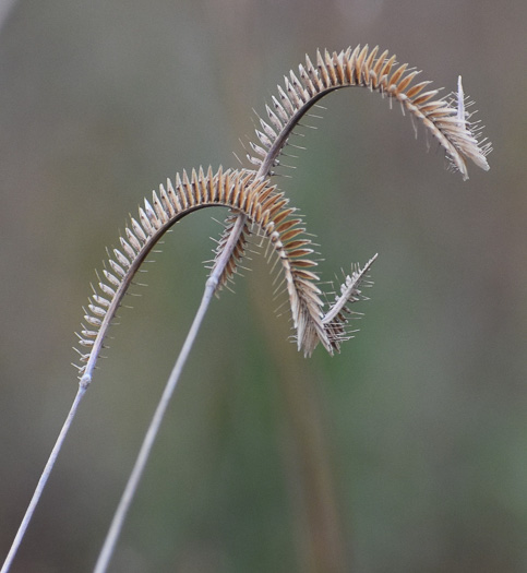 image of Ctenium aromaticum, Toothache Grass, Orangegrass, Wild Ginger