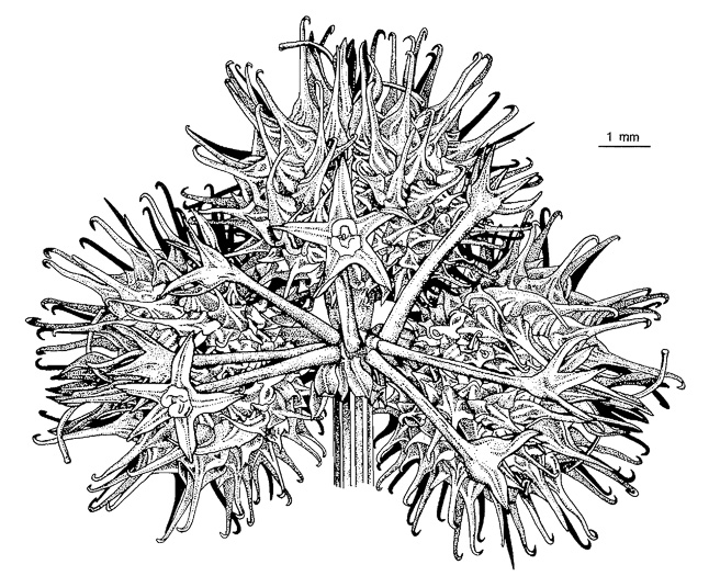 image of Sanicula canadensis var. grandis, Large Sanicle, Long-styled Canada Sanicle, Large Black-snakeroot