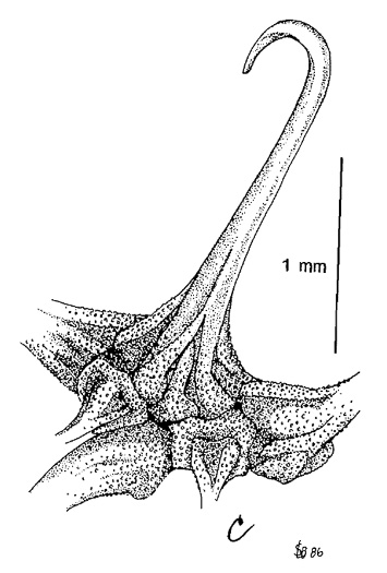 image of Sanicula canadensis var. canadensis, Canada Sanicle, Black Snakeroot, Canadian Black-snakeroot