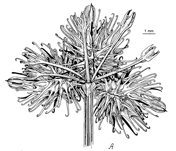 image of Sanicula trifoliata, Beaked Sanicle, Long-fruited Snakeroot, Large-fruited Sanicle, Largefruit Black-snakeroot