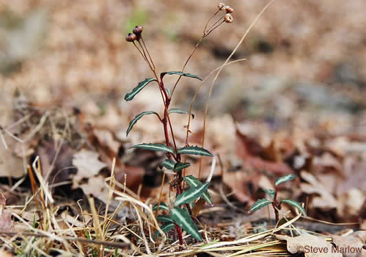 image of Chimaphila maculata, Pipsissewa, Striped Wintergreen, Rat's Bane