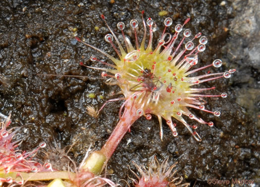 image of Drosera rotundifolia, Roundleaf Sundew